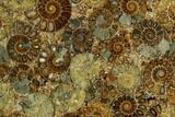 8.2" Composite Plate Of Agatized Ammonite Fossils - #130555-1